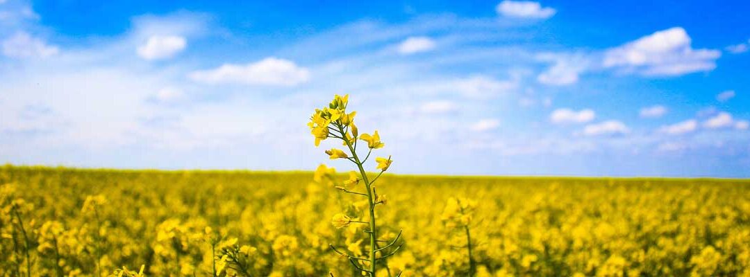 Écologie intégrale et sortie de crise